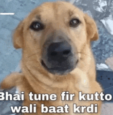 a close up of a dog with the words `` bhai tune fir kutto wali baat krdi '' written on it .