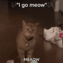 a cat is standing in a dark room with the words " i go meow " written above it