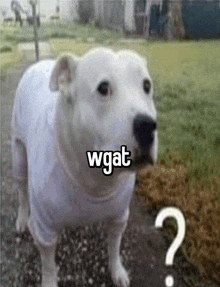 a white dog is standing on a sidewalk with a question mark in front of it .