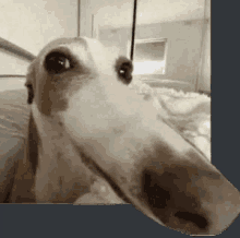 a close up of a dog with a very long nose looking at the camera .