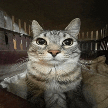 a cat is sitting in a cage and looking up at the camera