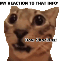 a picture of a cat with the words " my reaction to that info : how shocking ! "