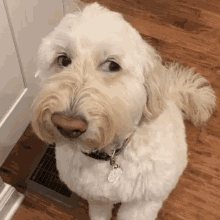 a white dog with a brown nose is standing on a wooden floor and looking up at the camera .