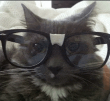 a cat wearing glasses and a bow on its nose