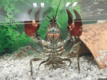 a close up of a crayfish in a tank with a watermark that says makergif.com