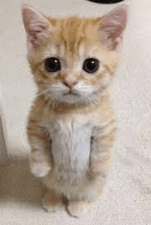 a small orange and white kitten is standing on its hind legs on a carpet .