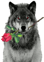 a wolf holding a red rose in its mouth