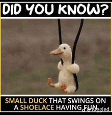 a small duck swinging on a shoelace with the caption did you know