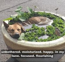 a dog is sleeping in a potted plant with a duck .