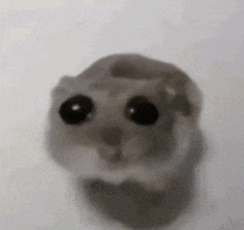 a close up of a hamster with big black eyes on a white background .