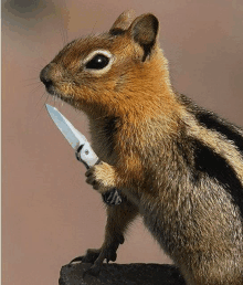 a chipmunk is holding a knife in its paw