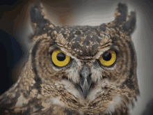 an owl with yellow eyes looks at the camera