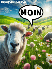 a sheep with a speech bubble that says moin on it