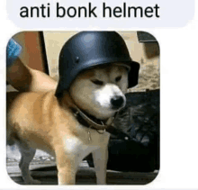 a dog wearing a helmet with the words `` anti bonk helmet '' on it .