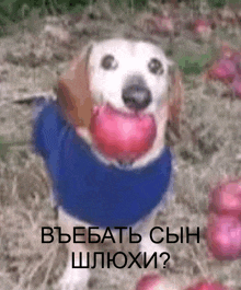 a dog wearing a blue sweater is holding a pink ball in its mouth .