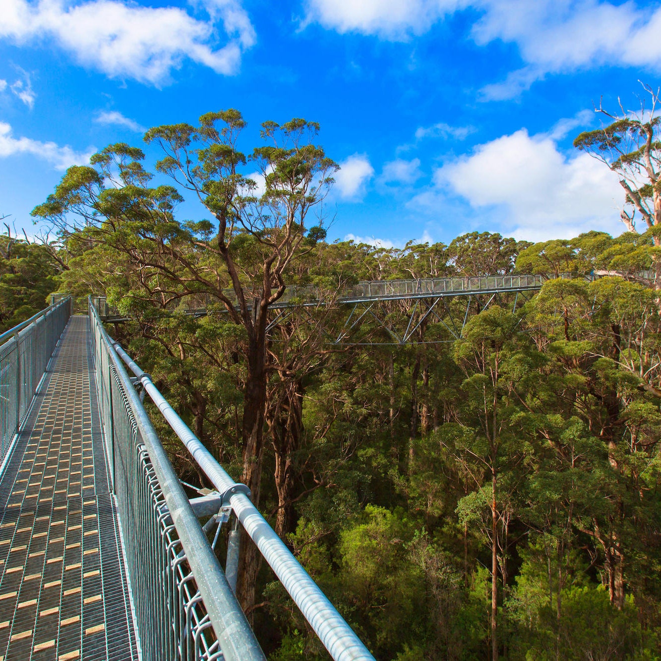 Caminar sobre árboles gigantes es posible en este bosque australiano