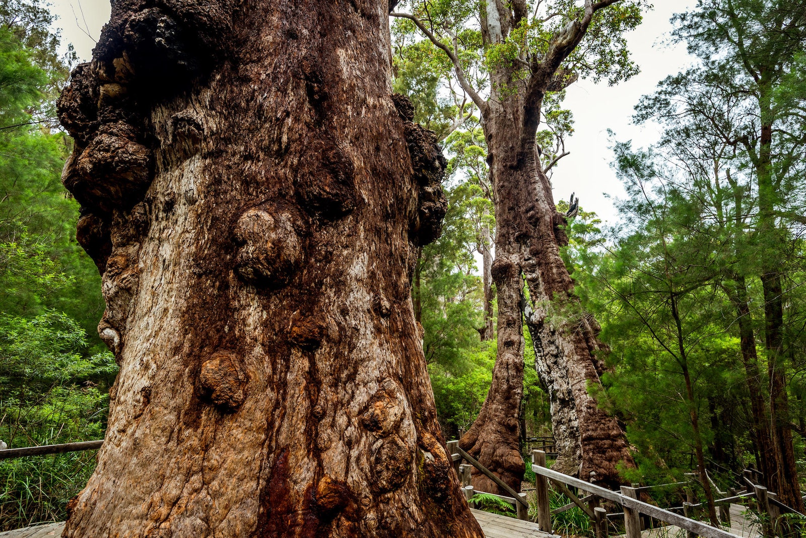 El paisaje aquí se compone principalmente de dos tipos de rboles tingles y karris.