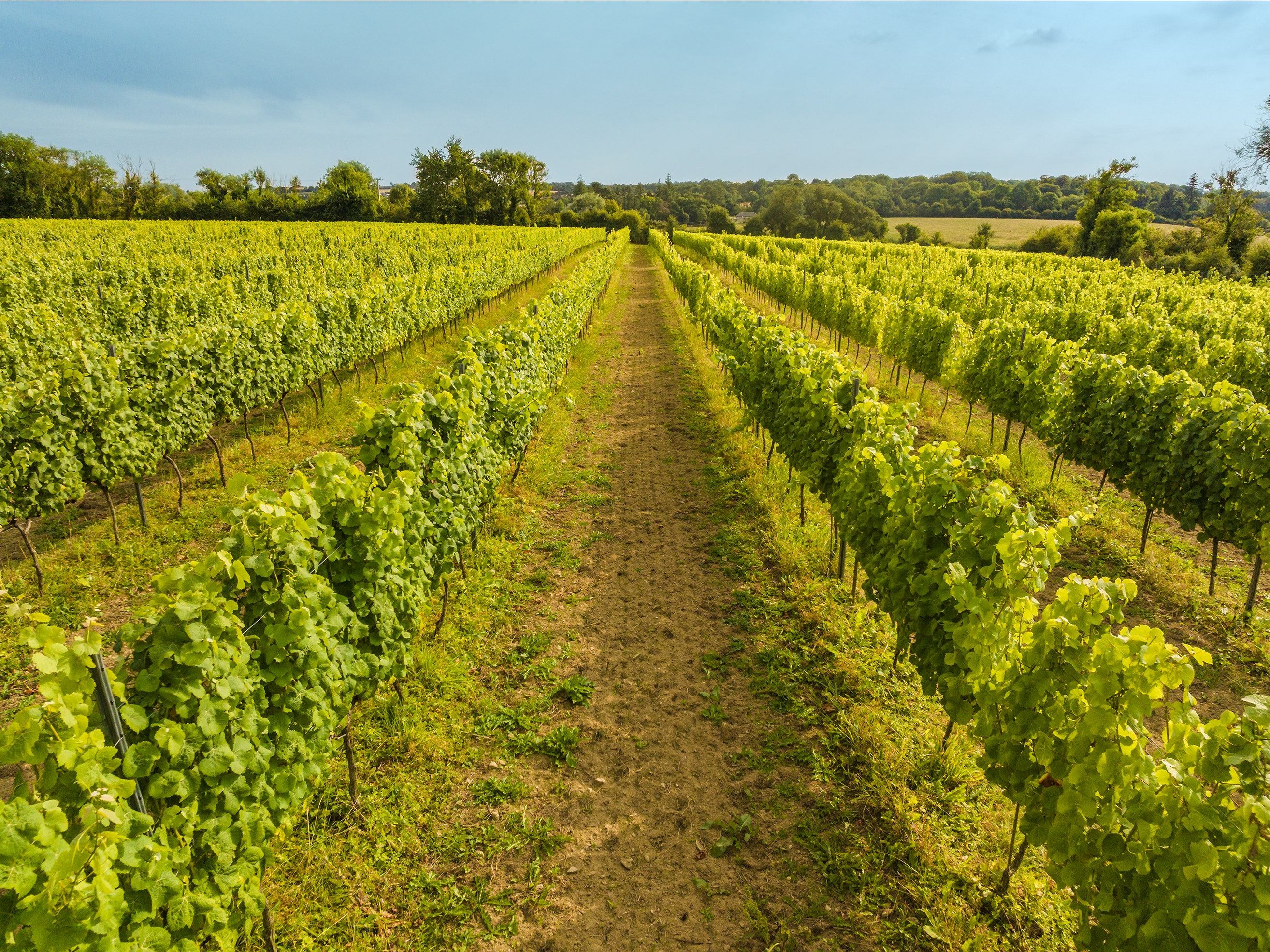 Así se elabora el vino irlandés