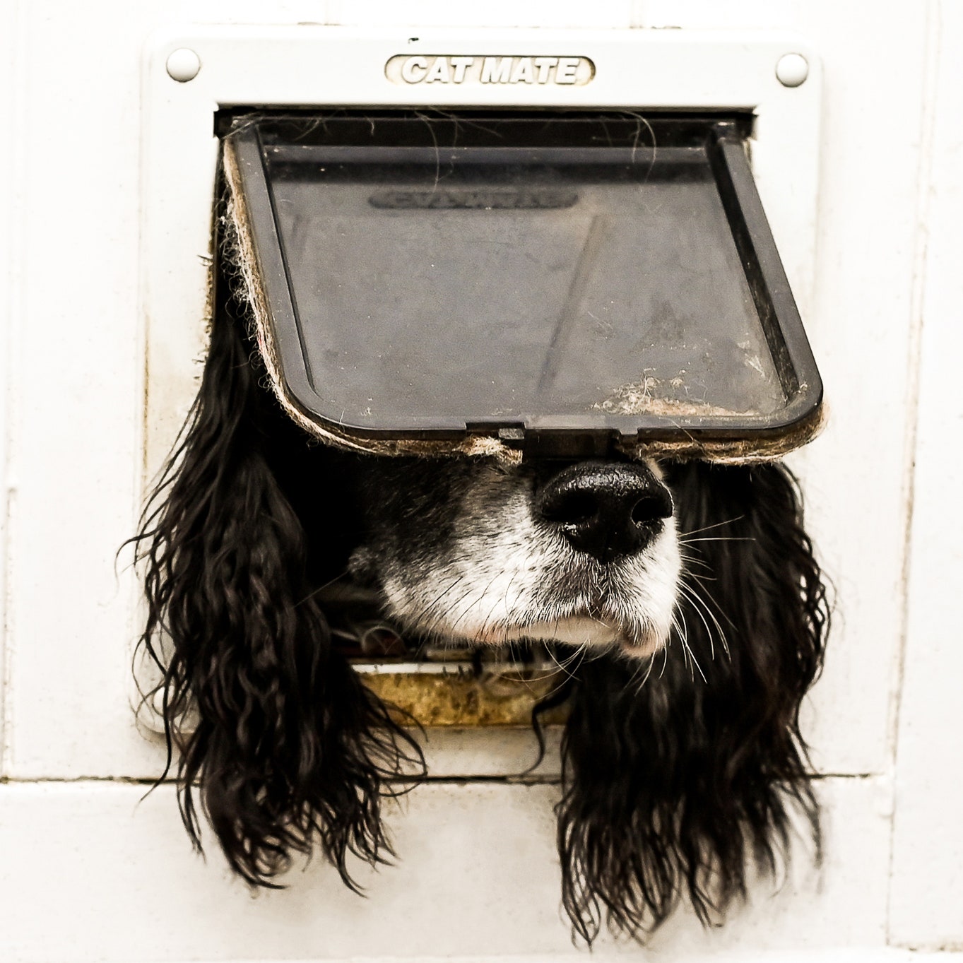 Estas son las 15 fotografías de mascotas más divertidas del año