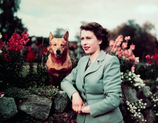 La reine Elizabeth II au château de Balmoral avec l'un de ses corgis le 28 septembre 1952