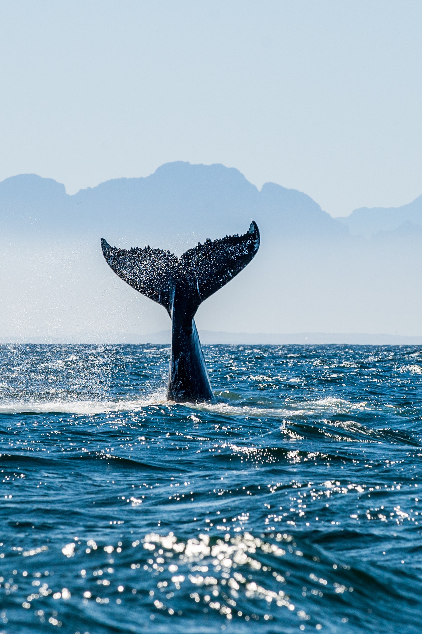 Les plus beaux hôtels où observer les baleines à travers le monde