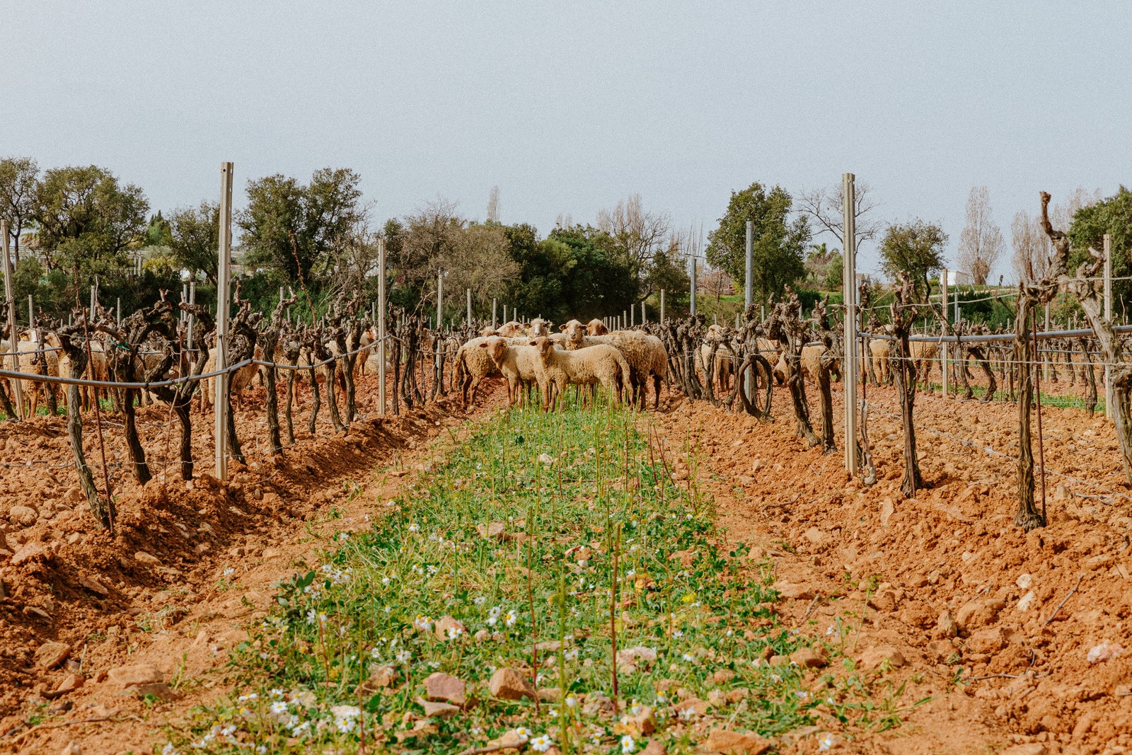 Image may contain Nature Outdoors Countryside Rural Farm Vineyard Animal Sheep Mammal Cow and Cattle