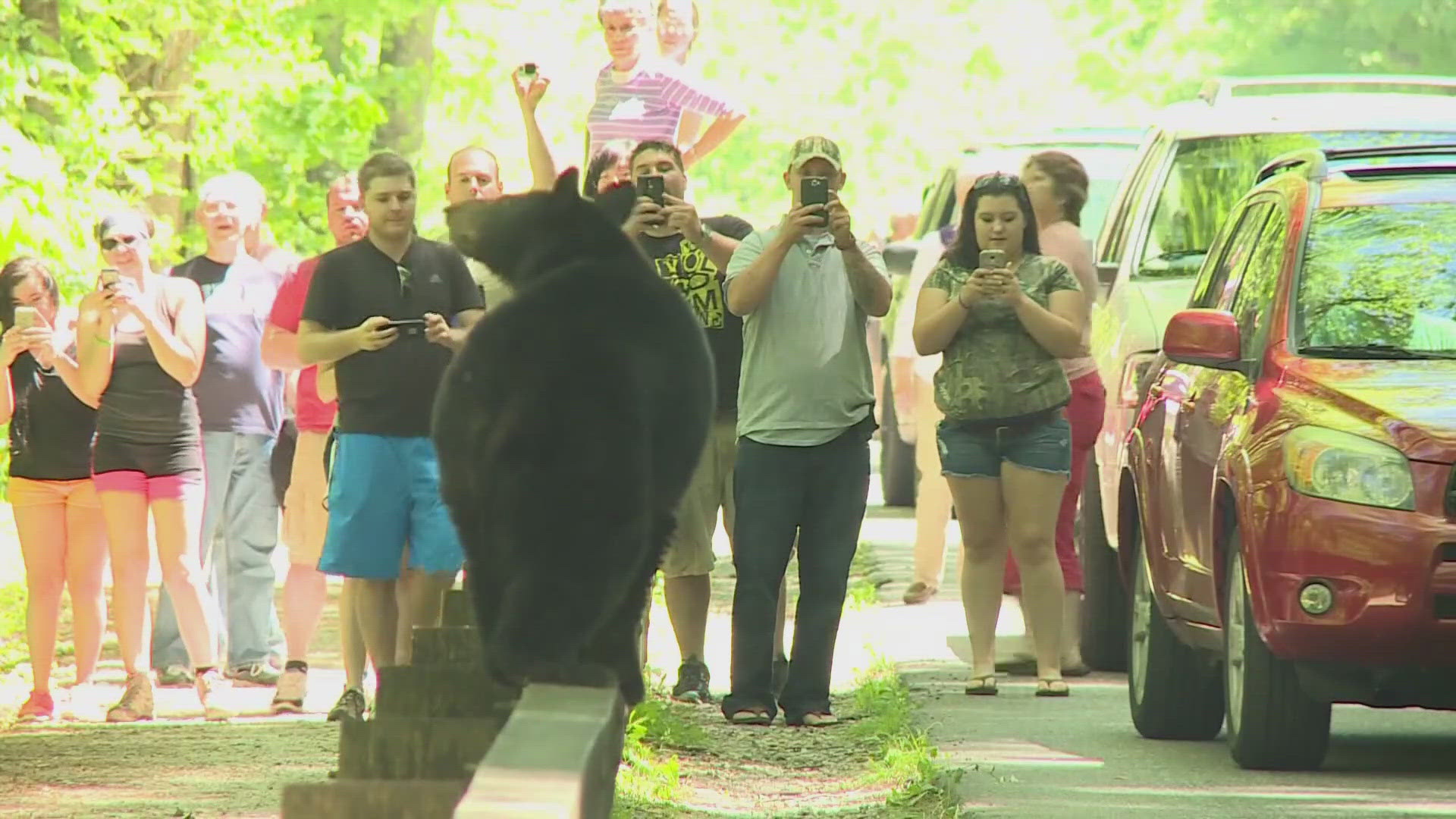 Gatlinburg authorities said there were a few recent instances when bears and people crossed paths. One bear was euthanized after.