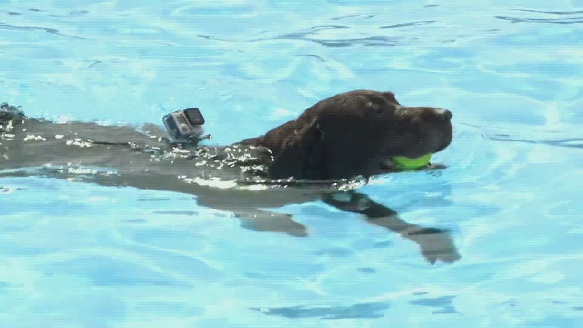 Making sure your pet has a brightly colored life jacket ensures they can easily be spotted in the water.