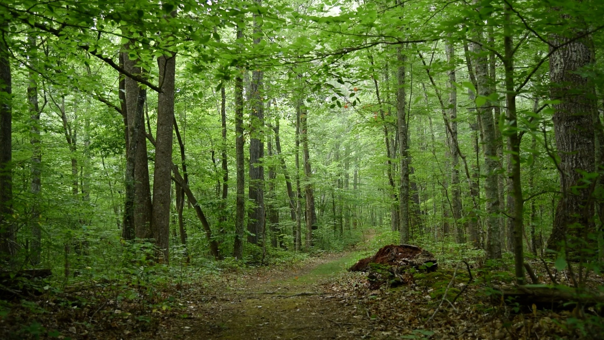 Andrews Ridge Trail is a little less than 2 miles of easy hiking at the park's highest point.