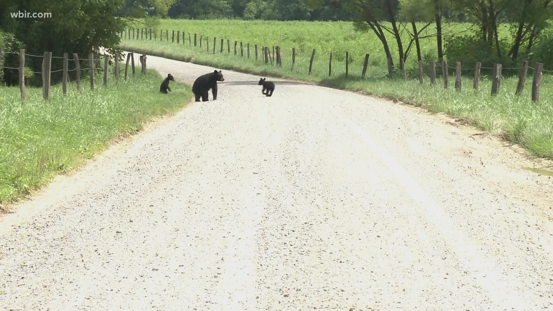 Kim Delozier has written books on black bears and is the program director for BearWild to help bears and visitors co-exist.