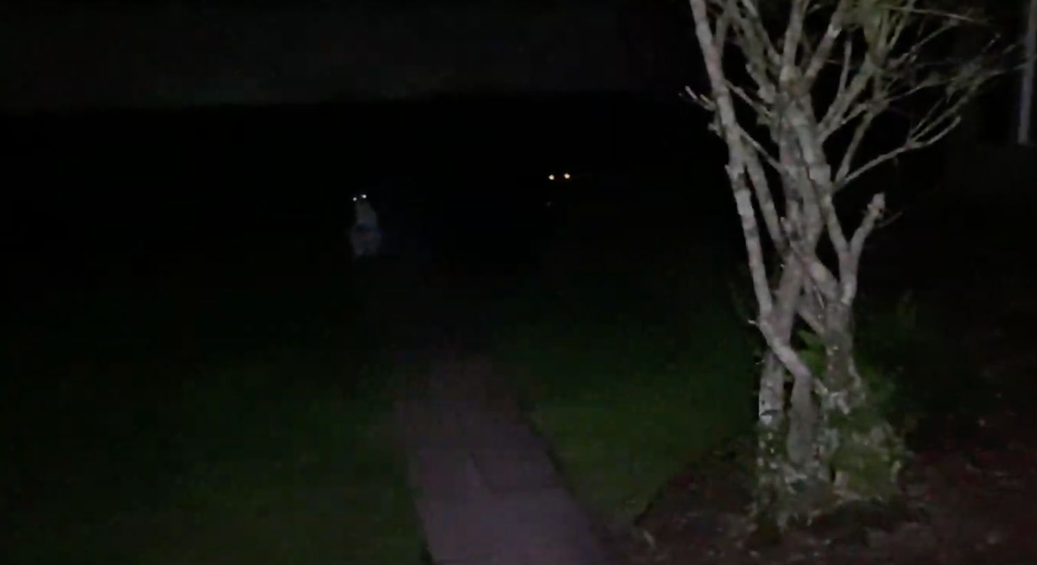 dog eyes in the dark