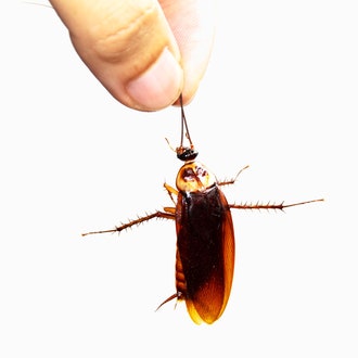 Could a Cockroach Survive a Fall From Space?