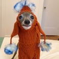 This Sassy Italian Greyhound on TikTok Is the Voice of All My Quarantine Fashion Woes