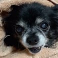 This TikTok-Famous Chihuahua Has His Own Catchphrase, and It's Oddly Endearing