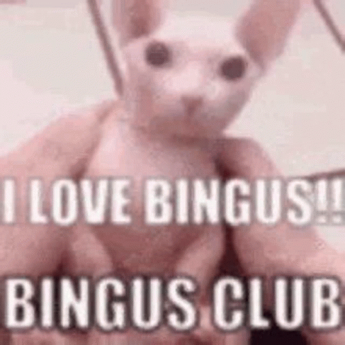 a person is holding a hairless cat in their hands with the words `` i love bingus ! ''