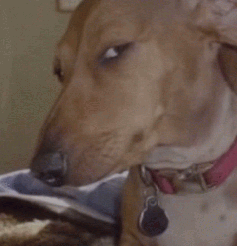 a close up of a brown and white dog wearing a pink collar