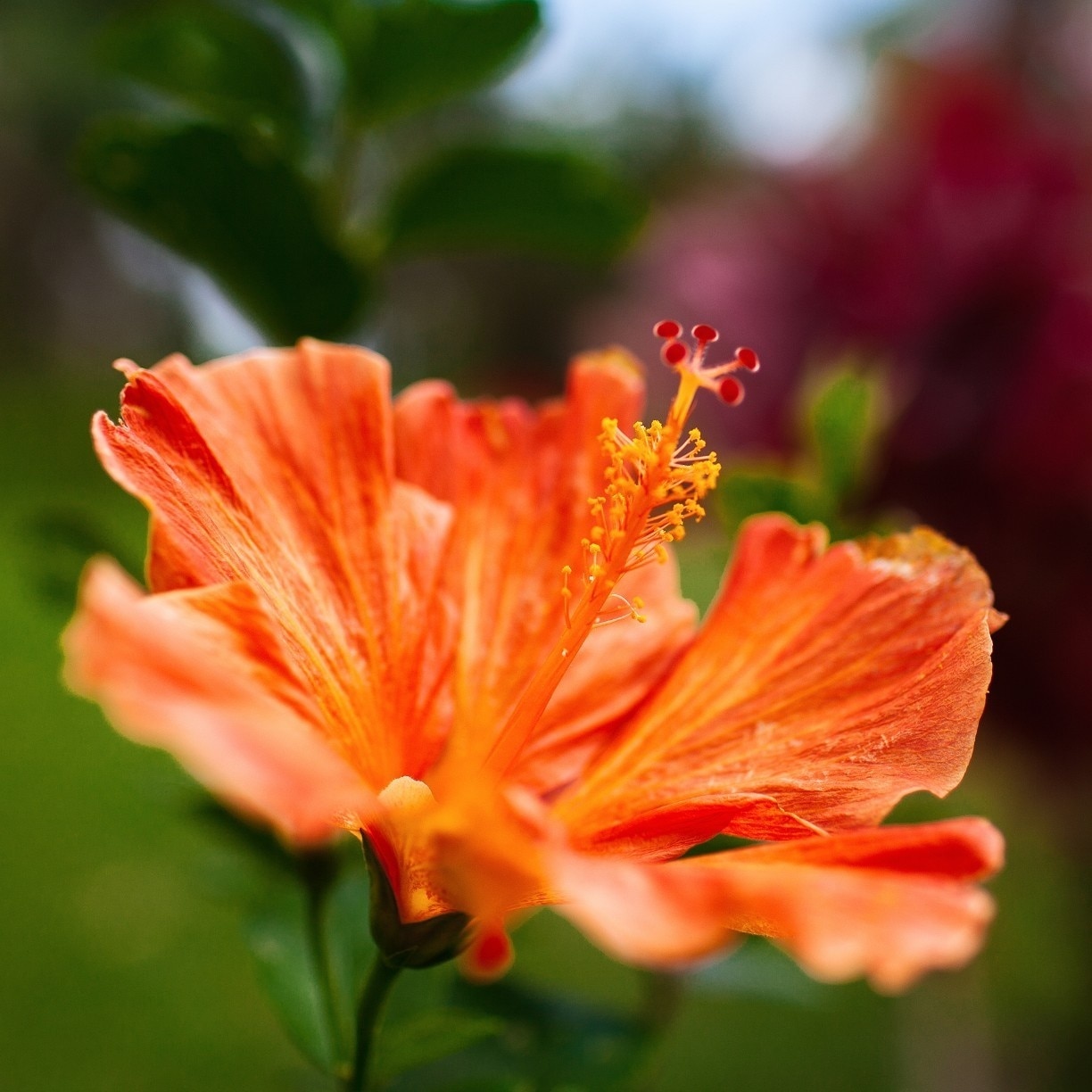 "Hibiscus Tiliaceus"