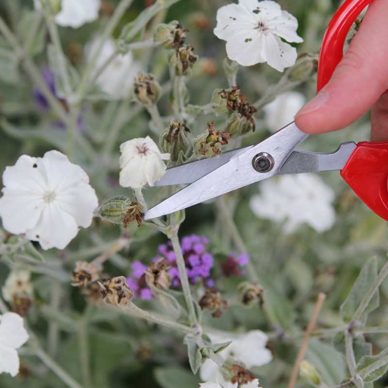 Deadheading - A Simple Guide