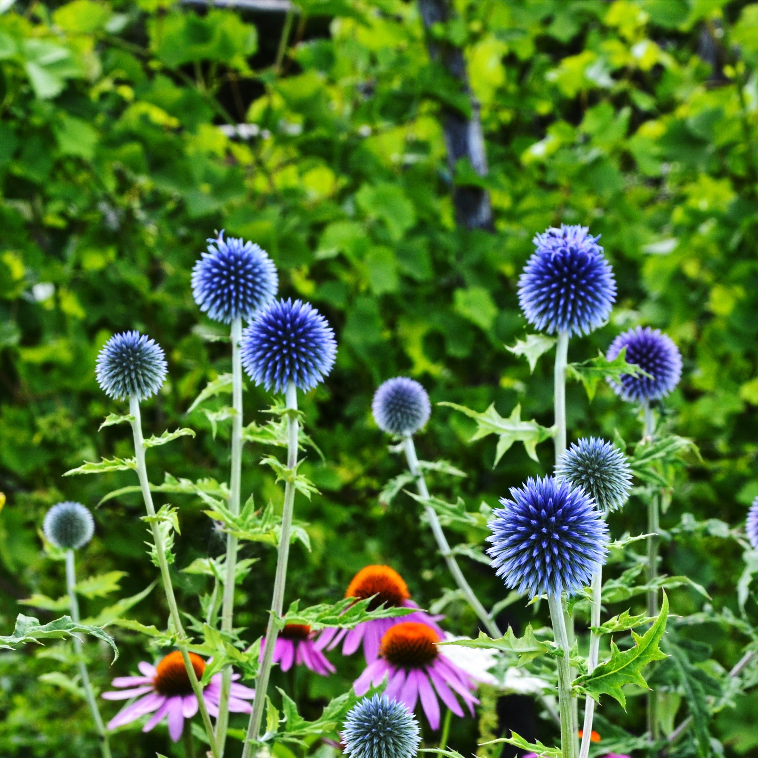 Blue Cut Flowers