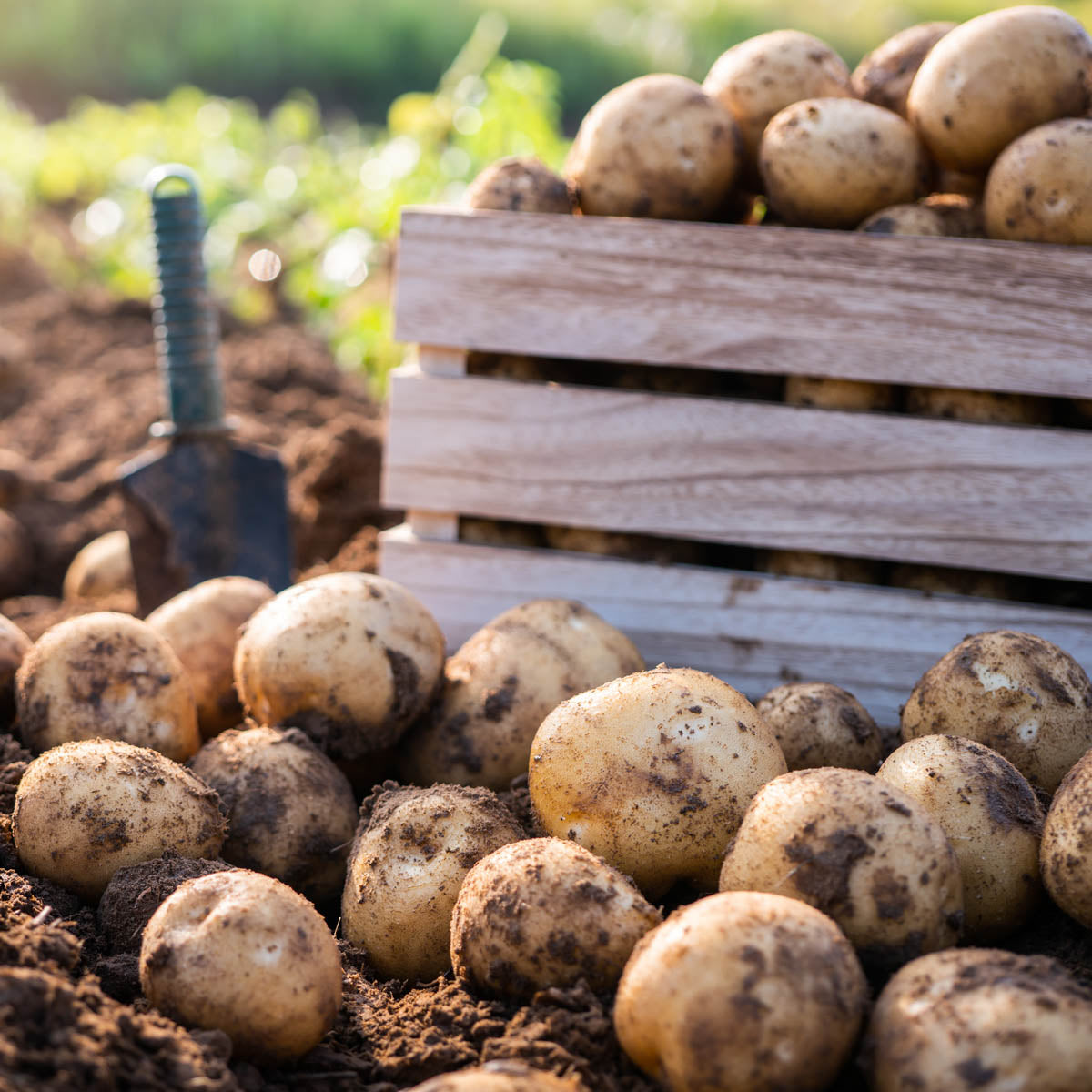 Seed Potatoes