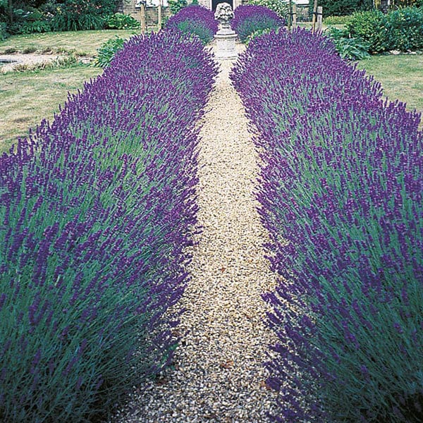 Lavender angustifolia Hidcote Flower Plants