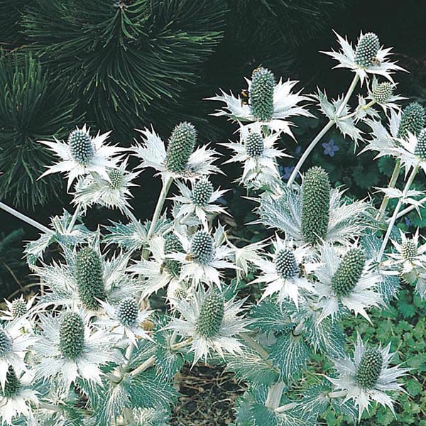 Eryngium Miss Willmot's Ghost Seeds