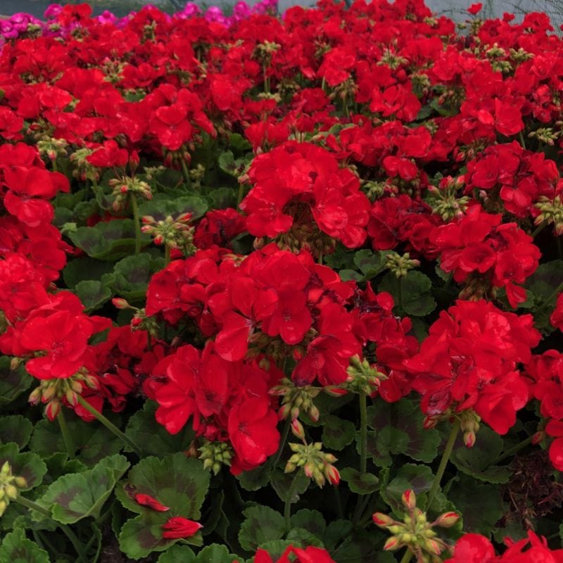 Pelargonium Trend Red Flower Plants