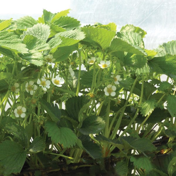 Supersonic Strawberry Sweetheart Fruit Plants