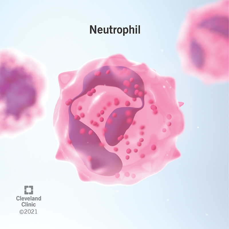 A neutrophil viewed through a microscope. Neutrophils are a type of white blood cell. They help people fight infections.