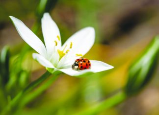 Selective focus shot of a ladybird sitting on the petal of a flower