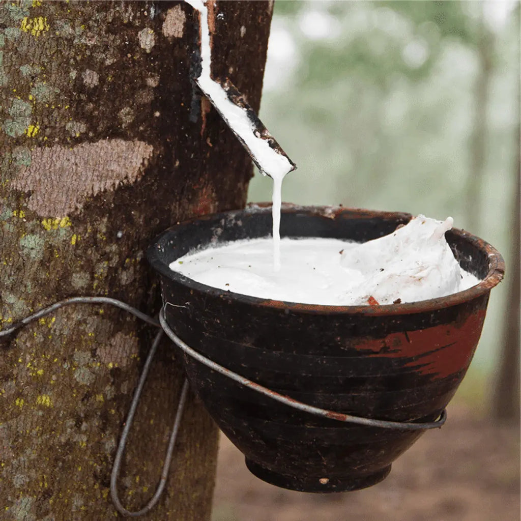 Havea Milk being harvested from a tree