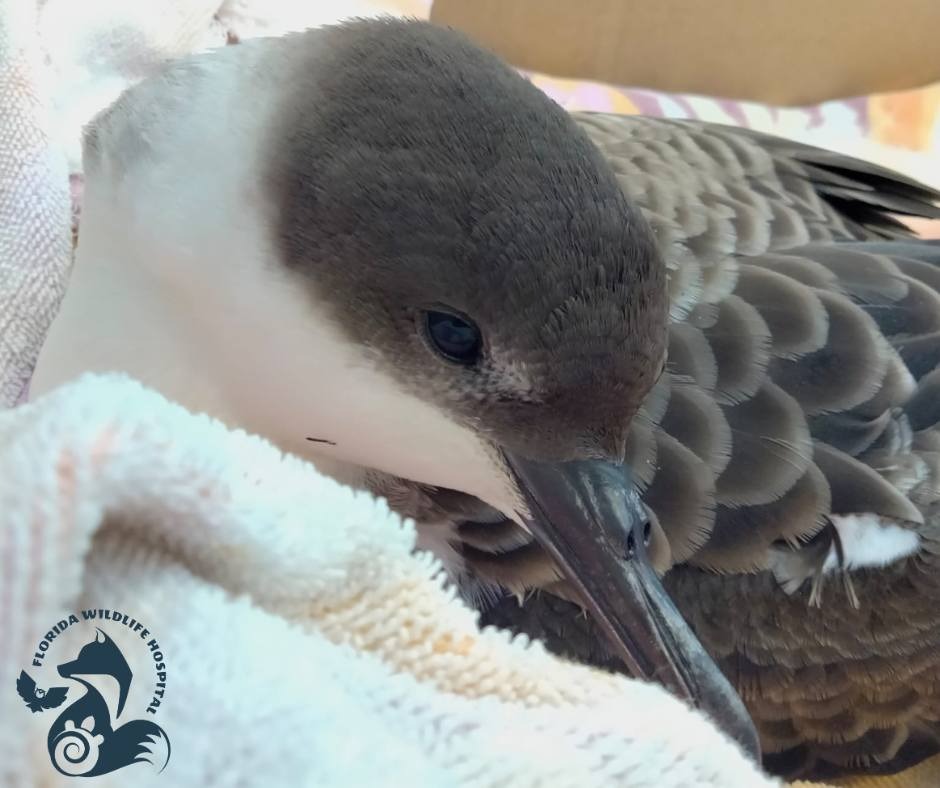 Great Shearwater Birds Are Washing Up On Florida Shores: Here’s Why - Great Shearwater Bird wrapped in a towell.