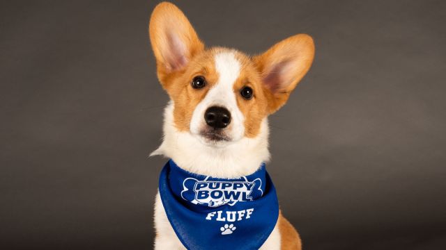 2022 Puppy Bowl