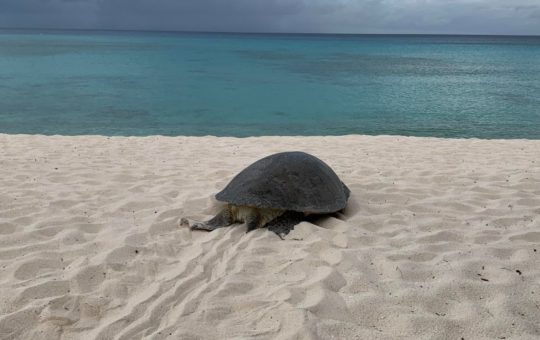 Nesting green turtle returns to sea